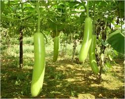 Bottle Gourd Seeds