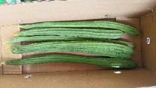 Fresh Snake Gourd - Organic A-Grade Green Color 100% Maturity | Healthy Chopped Variety Rich In Nutrients