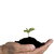 Micronutrient Fertilizer