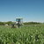 Strobilurin Fungicides